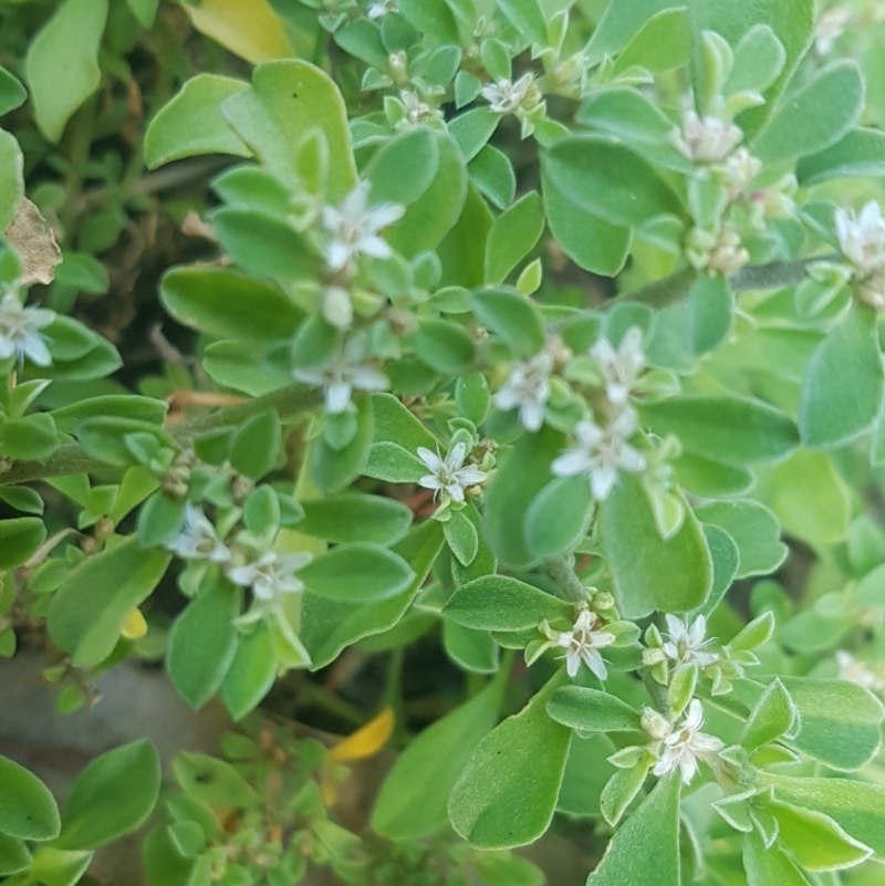 Galenia pubescens