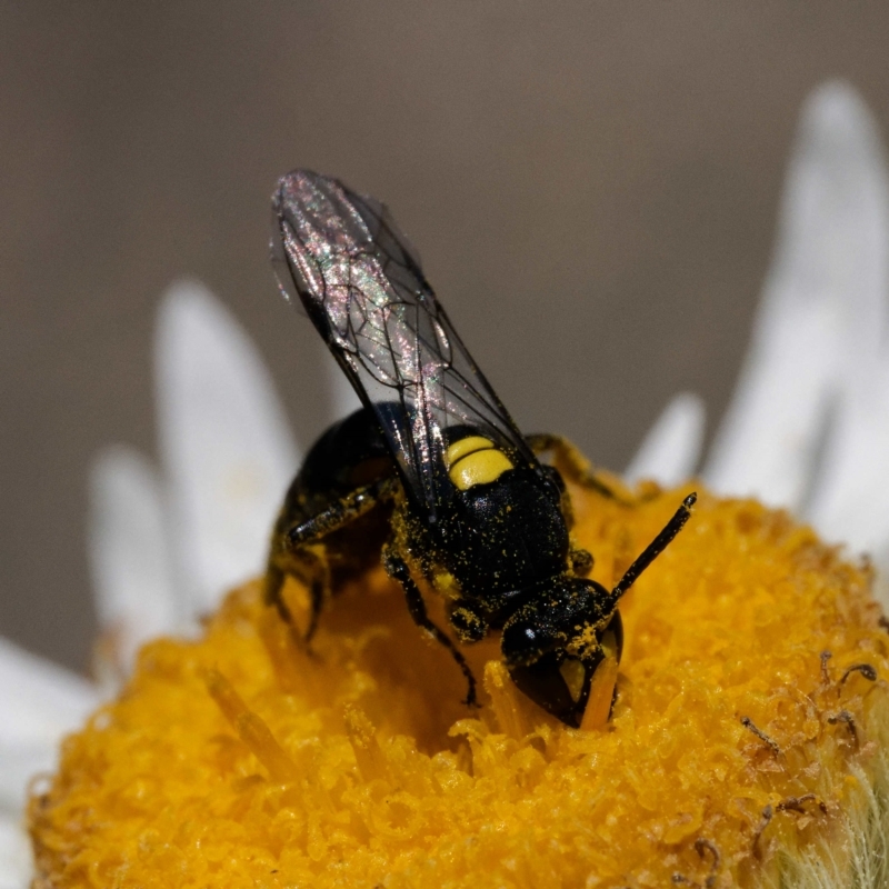 Hylaeus (Prosopisteron) quadratus