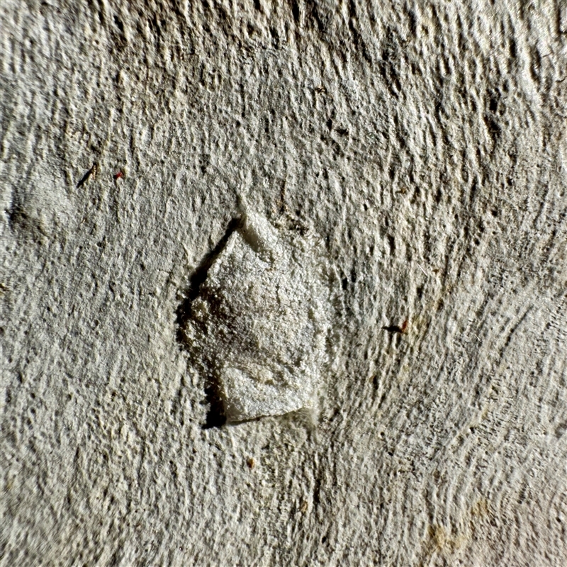 Arasia sp.