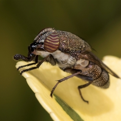 Stomorhina subapicalis