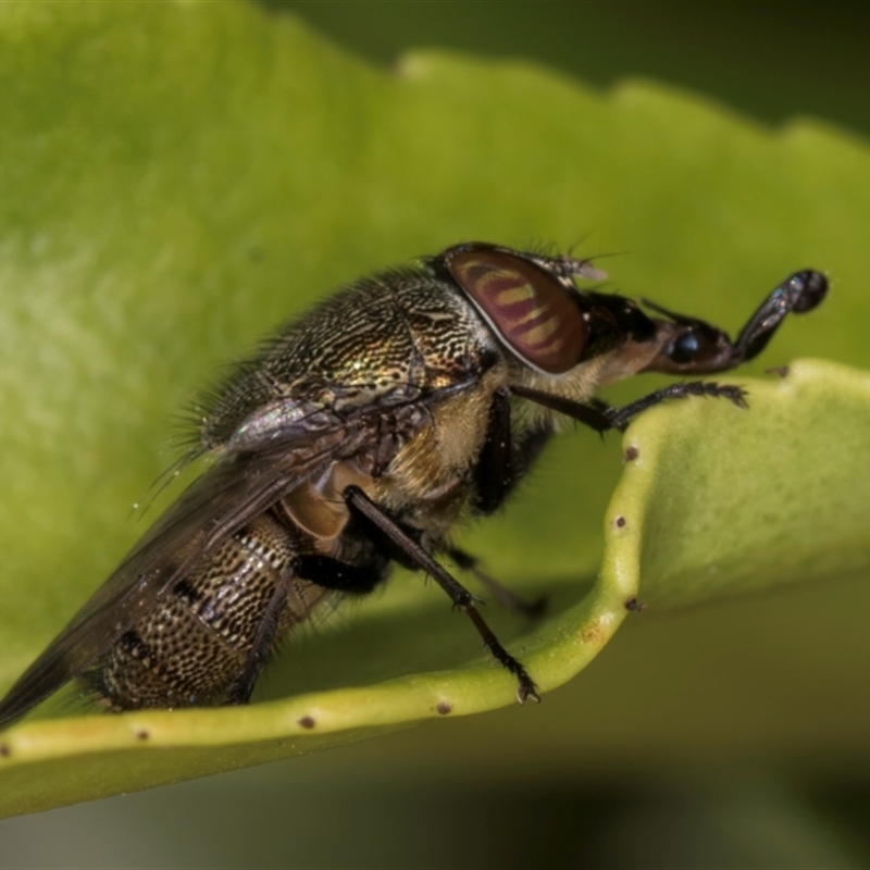 Stomorhina subapicalis