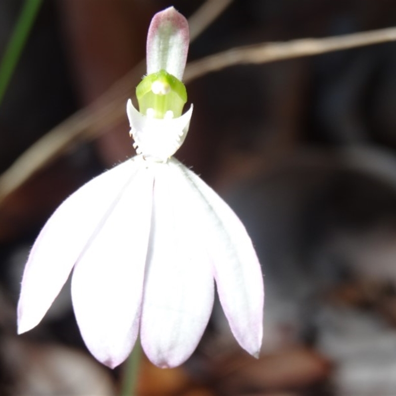 Caladenia catenata