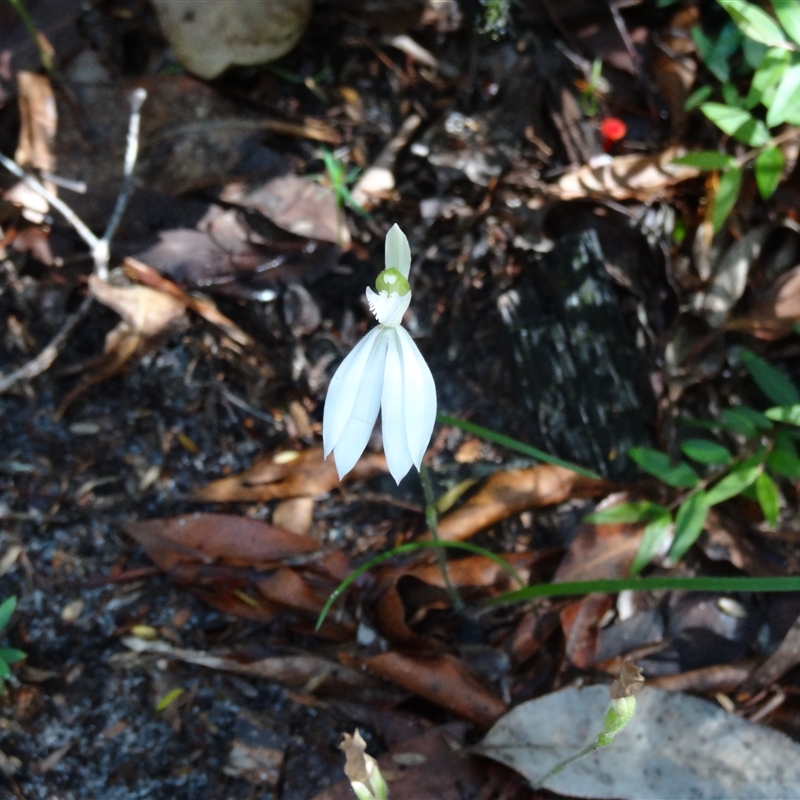 Caladenia catenata