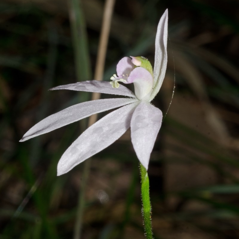 Caladenia catenata