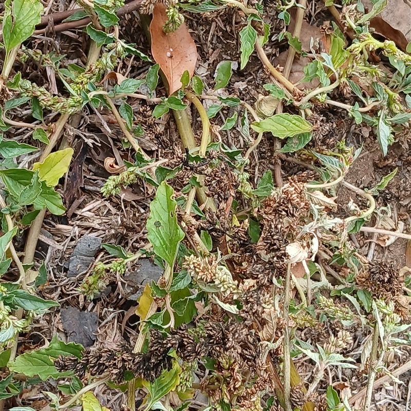 Amaranthus deflexus