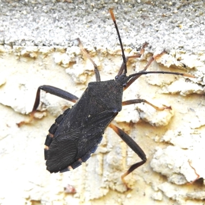 Amorbus atomarius