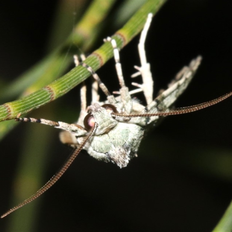 Calathusa mesospila