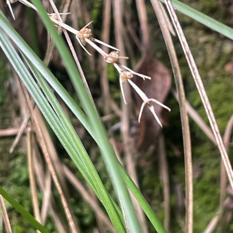 Lomandra montana