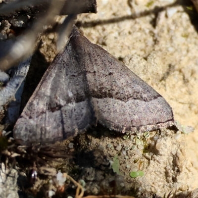 Dichromodes ornata