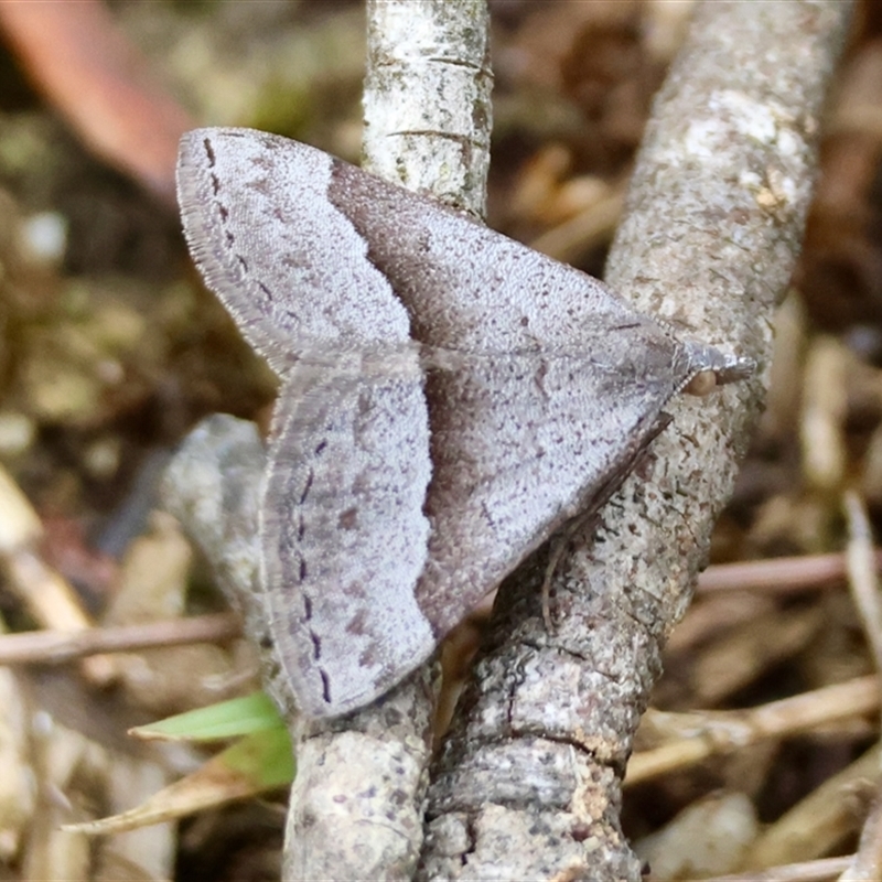 Dichromodes ornata