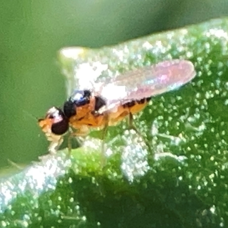 Gaurax sp. (genus)