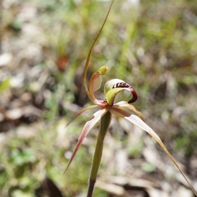 Caladenia clavigera