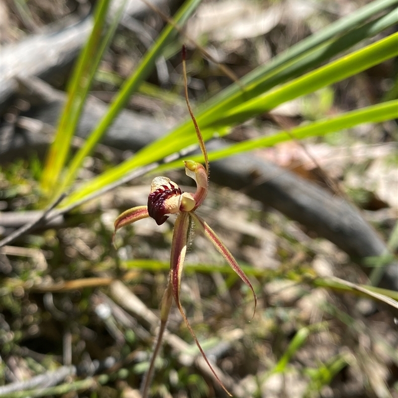 Caladenia clavigera