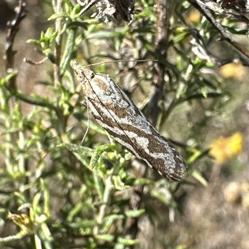 Technitis technitis