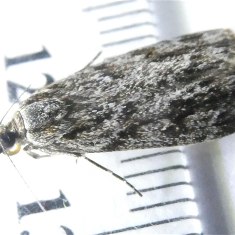 Scoparia philonephes