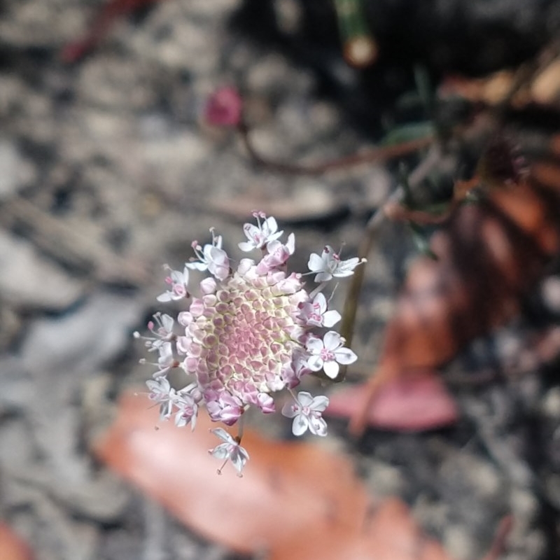 Trachymene sp.