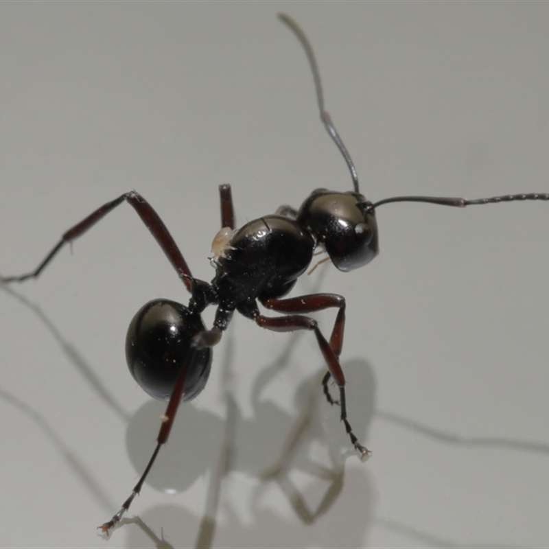 Macrodinychus sp. (genus)