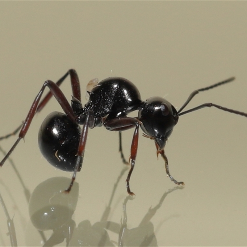 Macrodinychus sp. (genus)