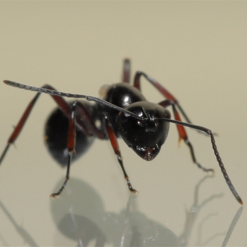 Macrodinychus sp. (genus)