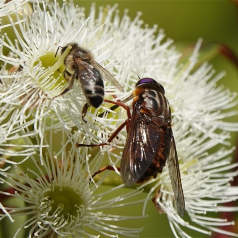 Pelecorhynchus sp. (genus)