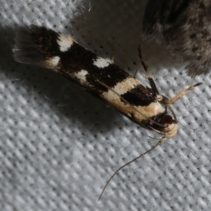 Macrobathra bigerella