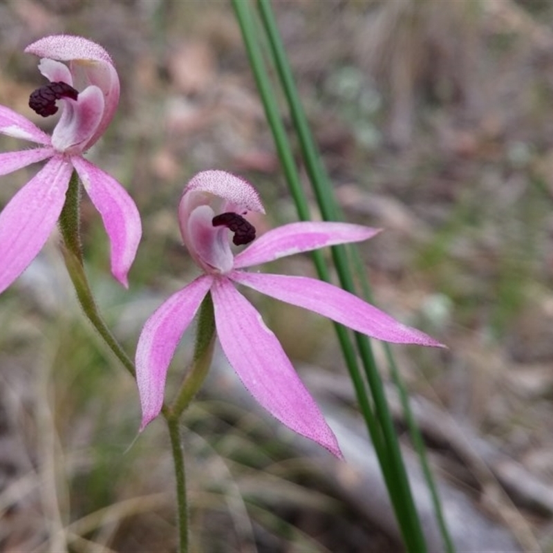 Caladenia congesta