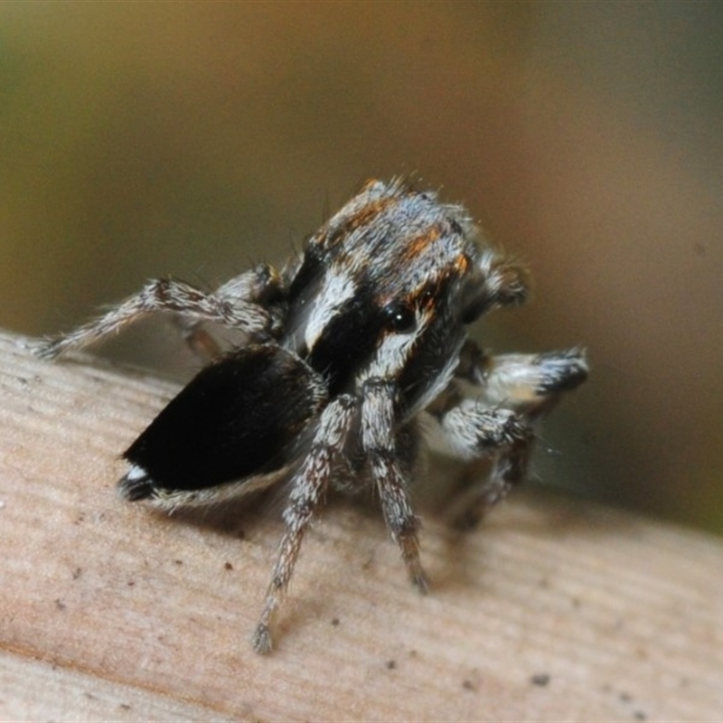 Maratus velutinus