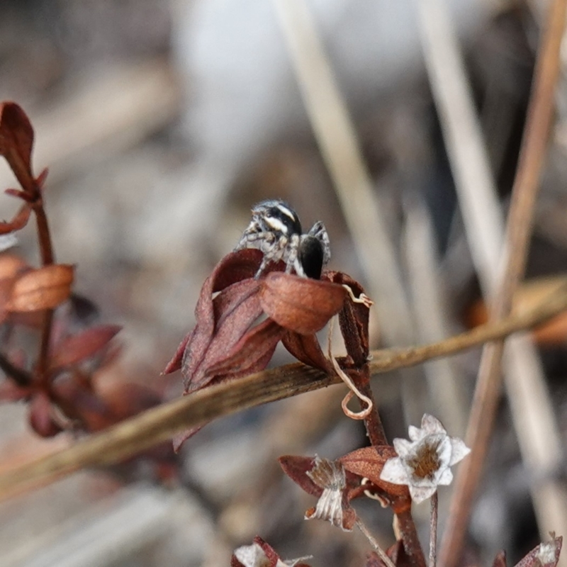 Maratus velutinus