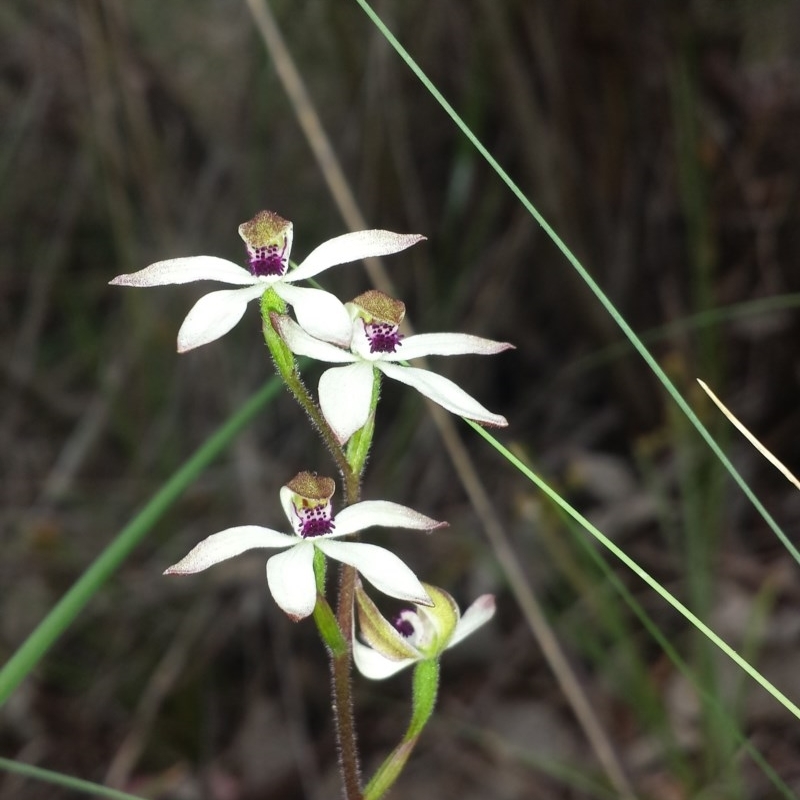 Caladenia cucullata