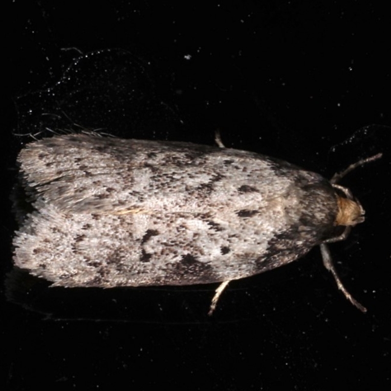 Philobota baryptera