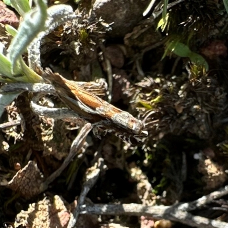 Ancylis himerodana