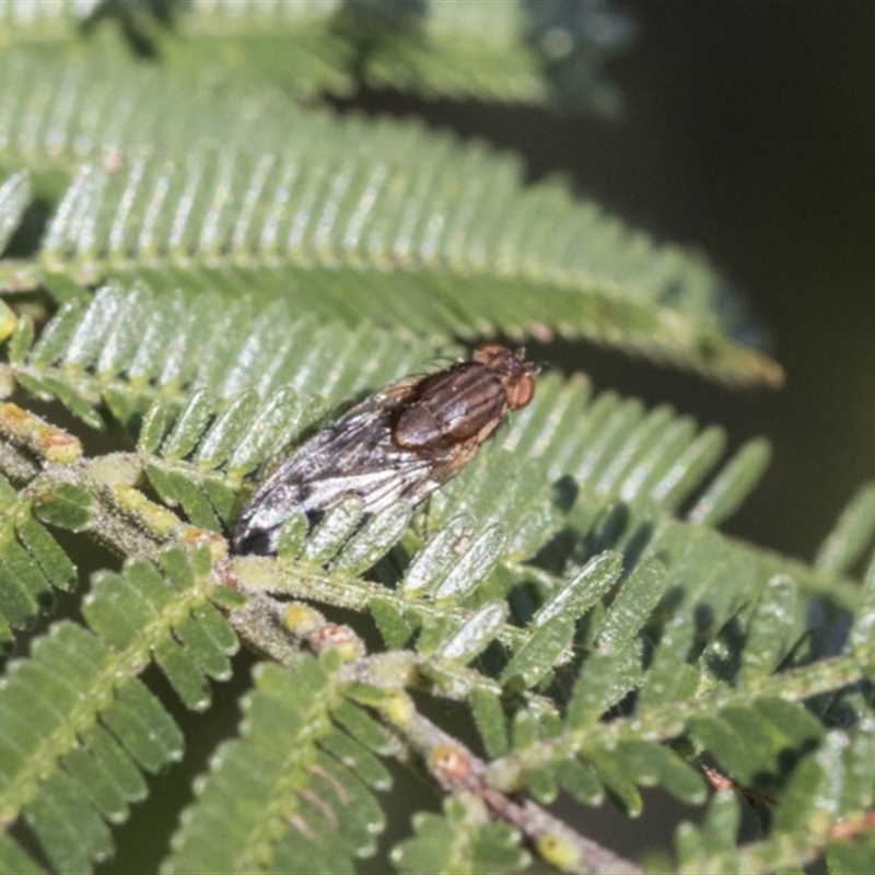 Helosciomyzidae (family)