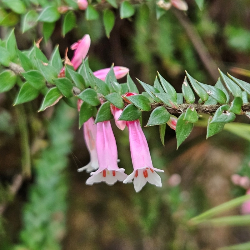 Epacris reclinata