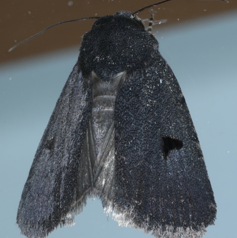 Thoracolopha sp. (6) (MoV, Part 9)