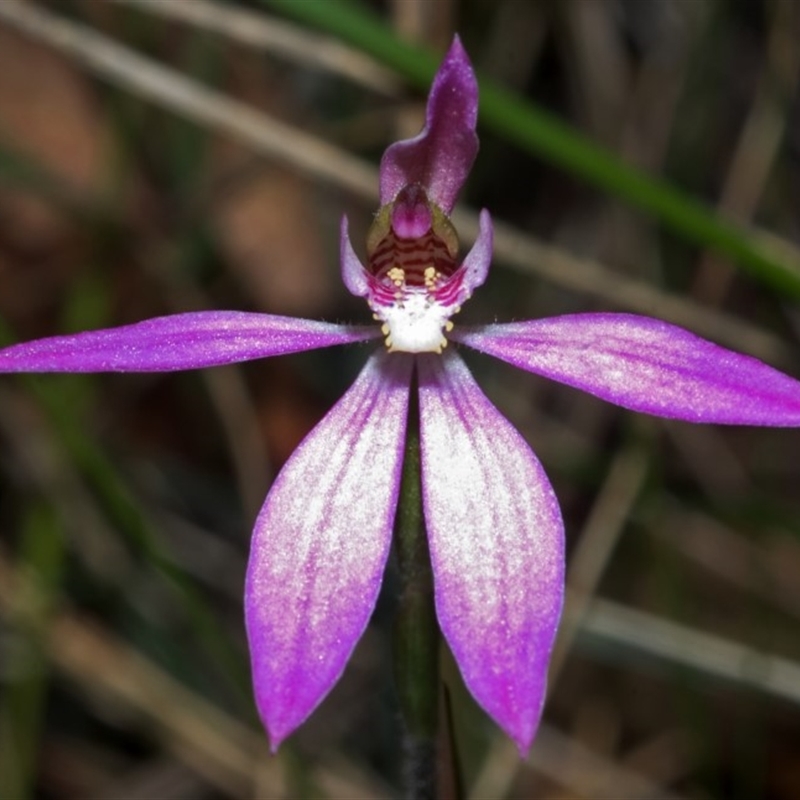 Caladenia curtisepala