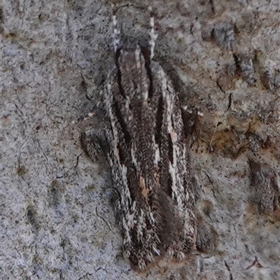 Ardozyga amblopis