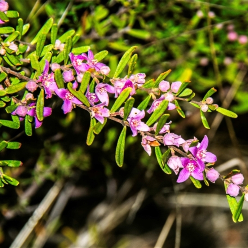 Boronia glabra