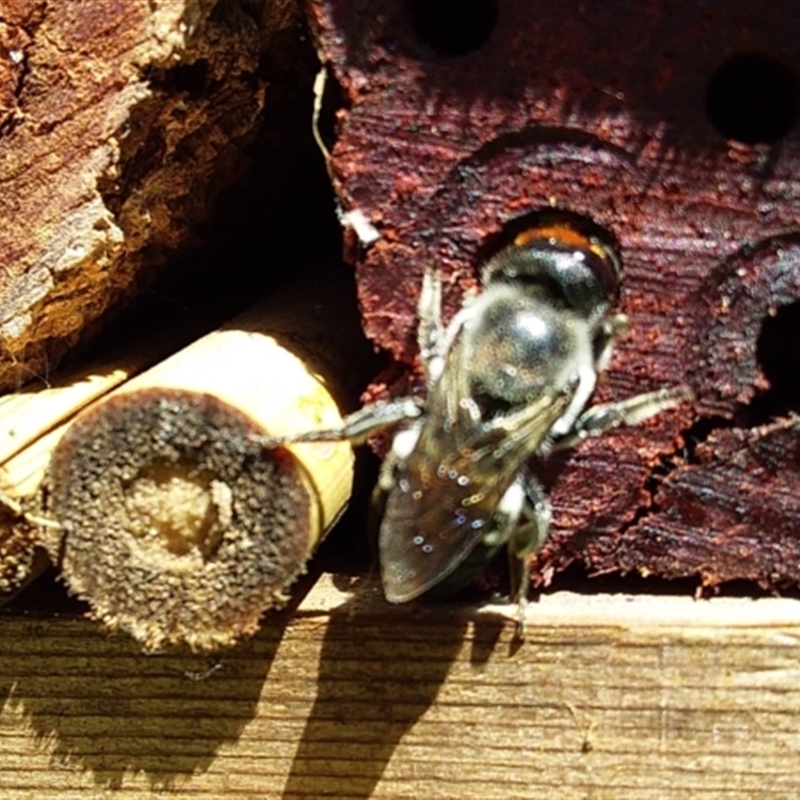 Megachile erythropyga (A resin bee)