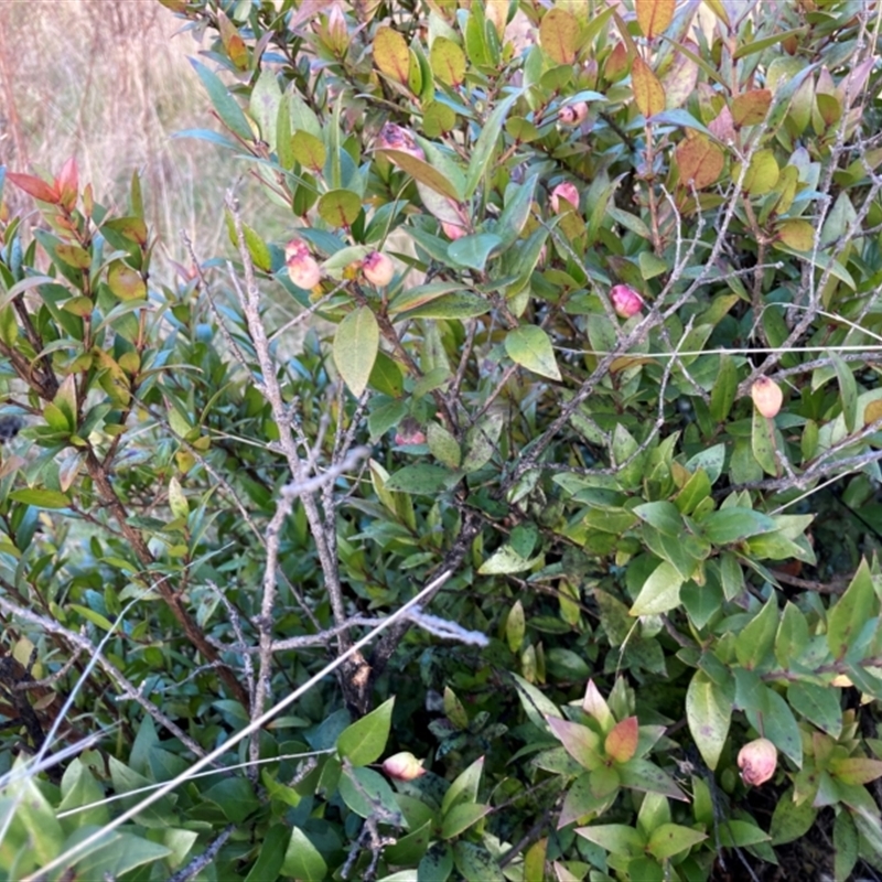 Myrtus communis subsp. tarentina