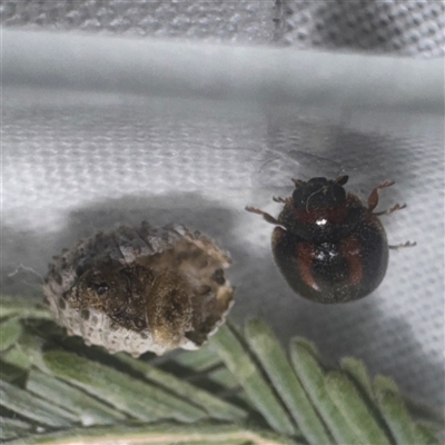 Pupua case and newly emerged adult
