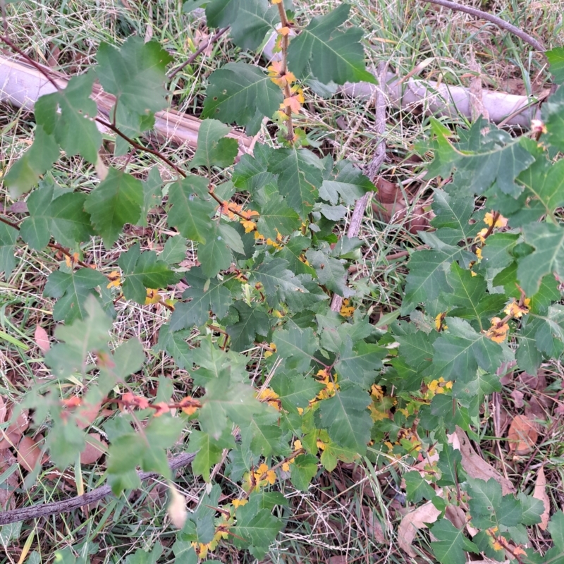 Crataegus phaenopyrum