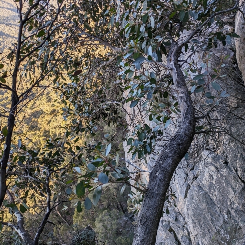 Eucalyptus serraensis subsp. serraensis