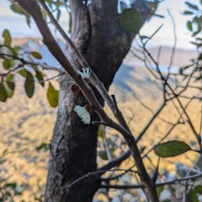 Eucalyptus serraensis subsp. serraensis