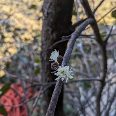 Eucalyptus serraensis subsp. serraensis