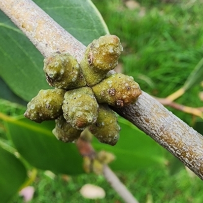 Eucalyptus serraensis subsp. verrucata