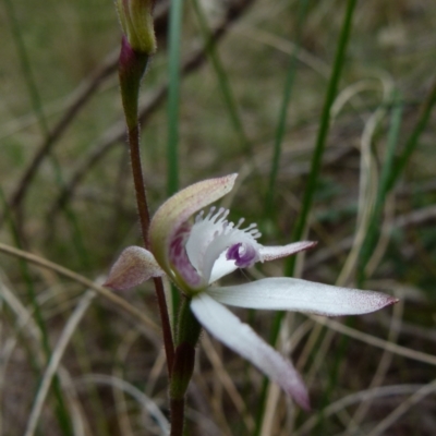 Caladenia dimorpha