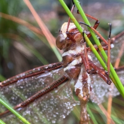 Austrophlebia costalis