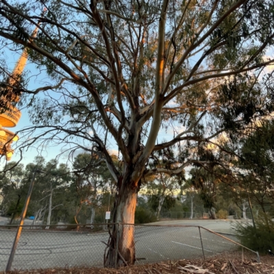 Eucalyptus lactea