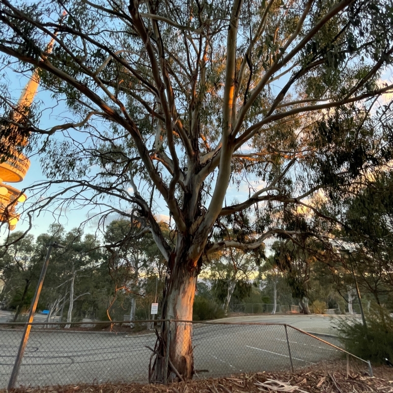 Eucalyptus lactea