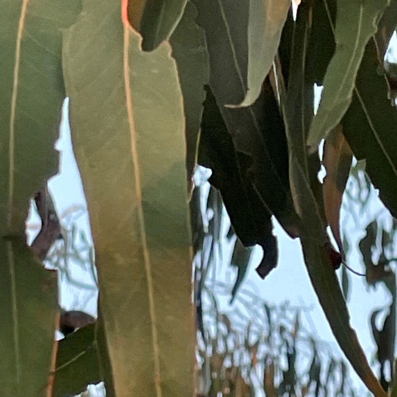 Eucalyptus lactea